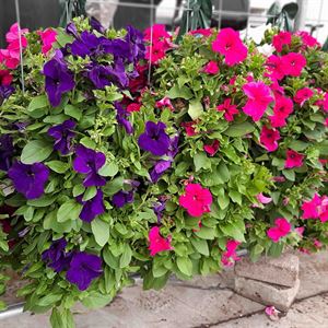 Afbeelding van Wandhangers Petunia div